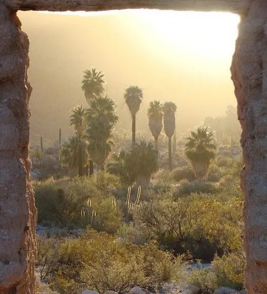 Palm trees and desert plants in golden haze, framed through a stone doorway